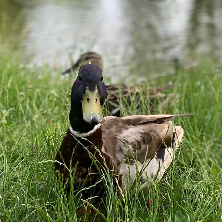 Botanical Manor * Kaunas